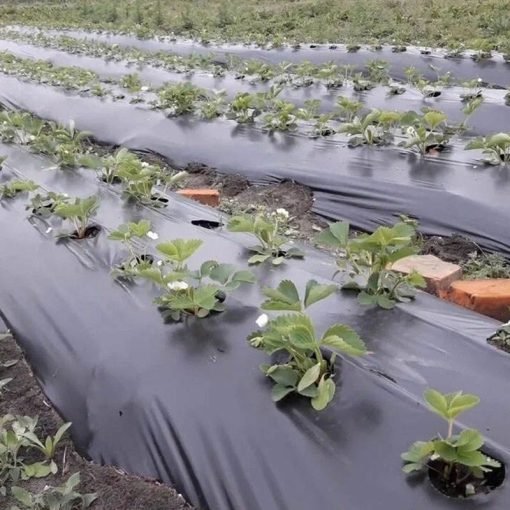 Pellicola per pacciamatura agricola in PE argento nero personalizzata OEM - Immagine 5